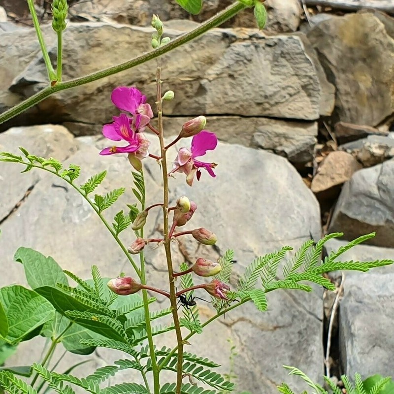 Gelrebia rubra photo 2