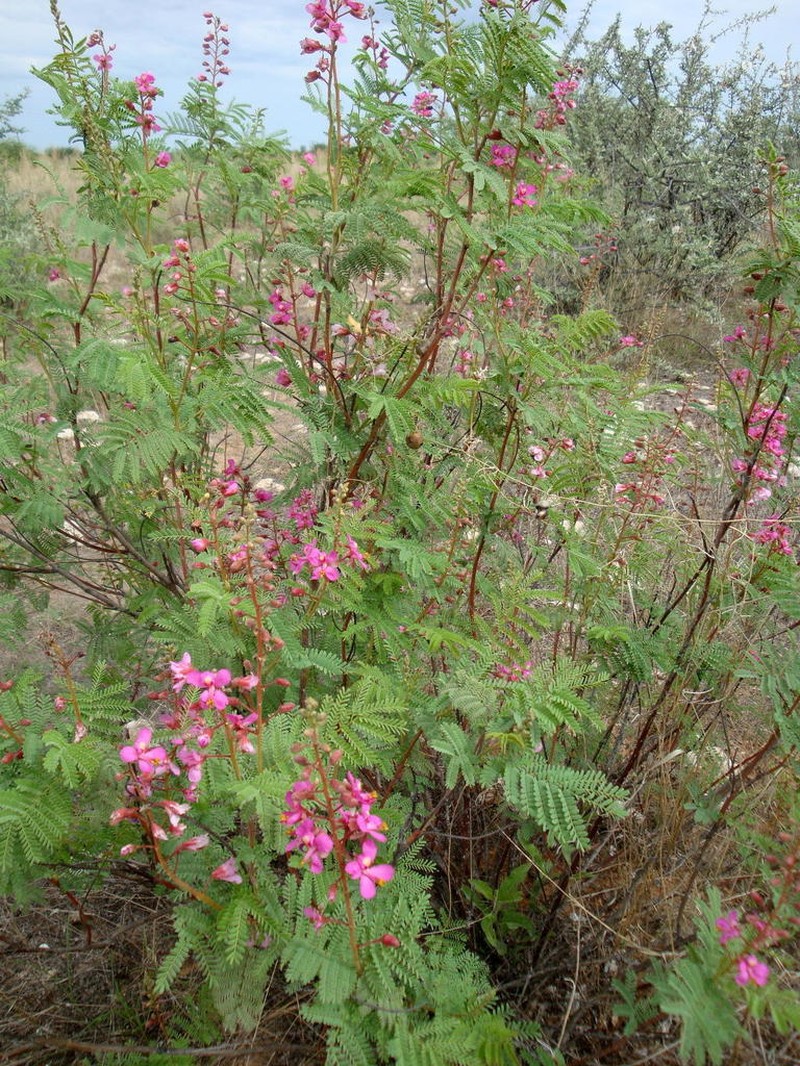 Gelrebia rubra photo 3
