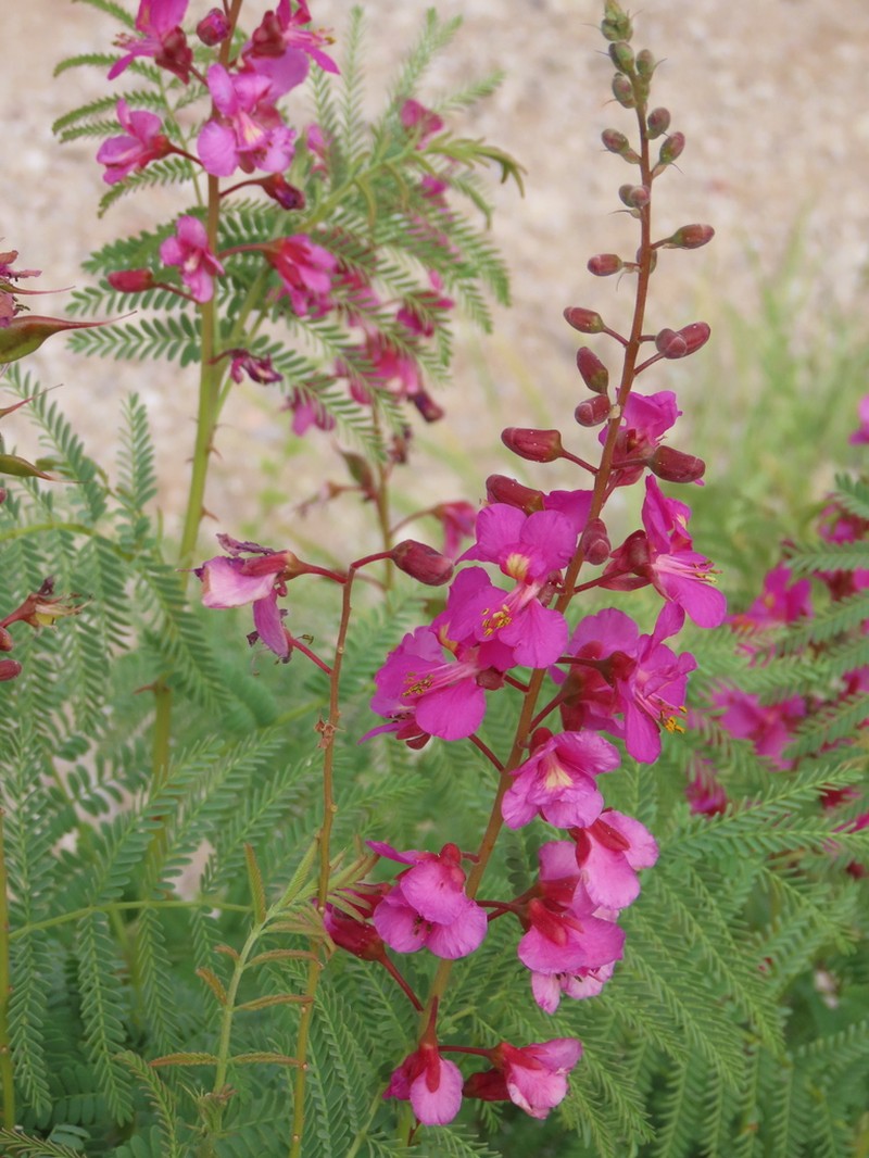 Gelrebia rubra photo 4