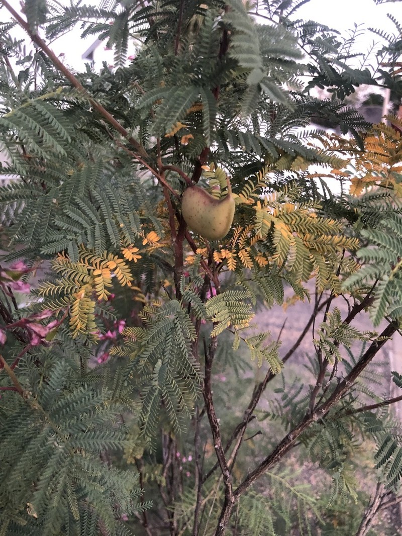 Gelrebia rubra photo 5
