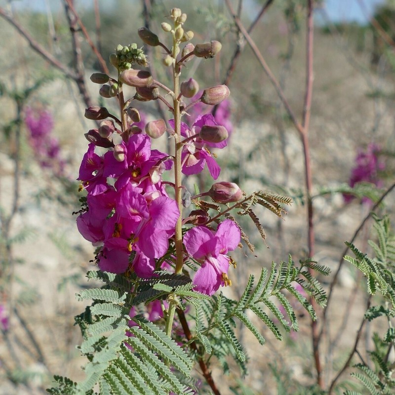 Gelrebia rubra photo 6