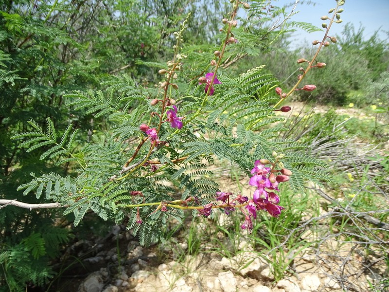 Gelrebia rubra photo 8