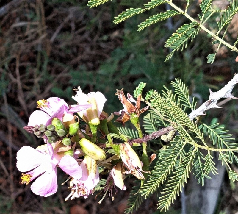 Gelrebia trothaei photo 2