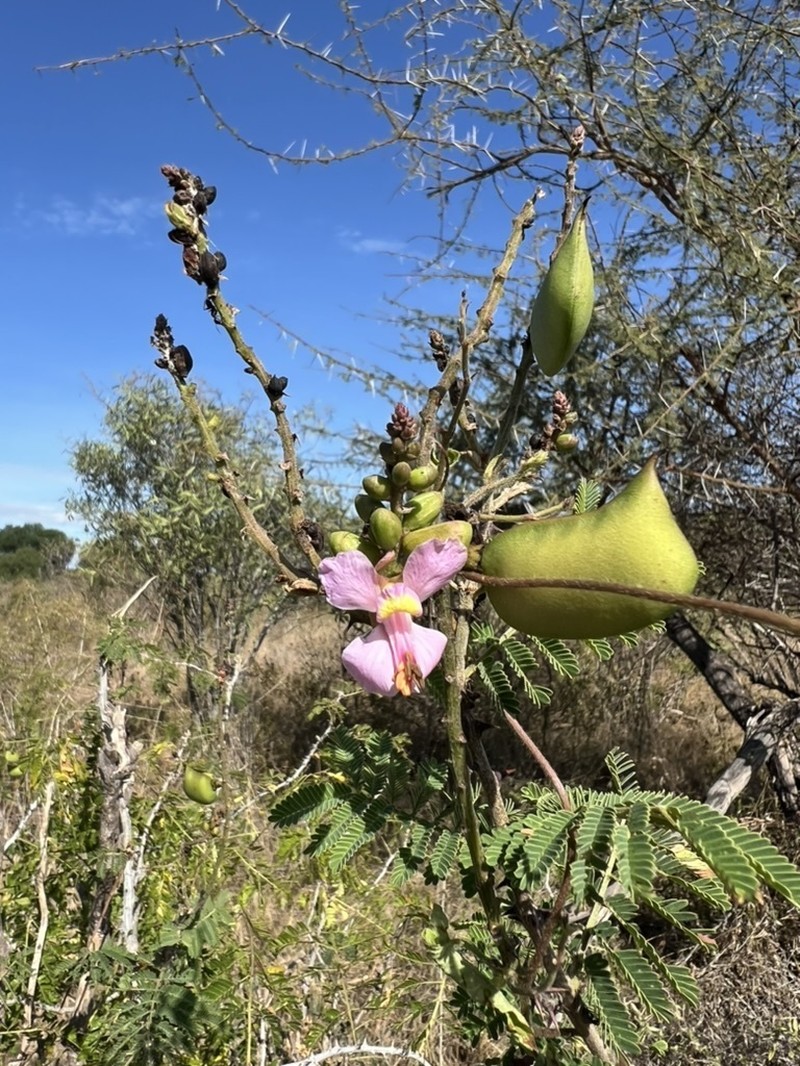 Gelrebia trothaei photo 3