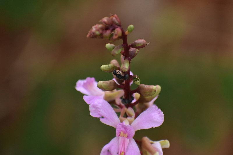 Gelrebia trothaei photo 4