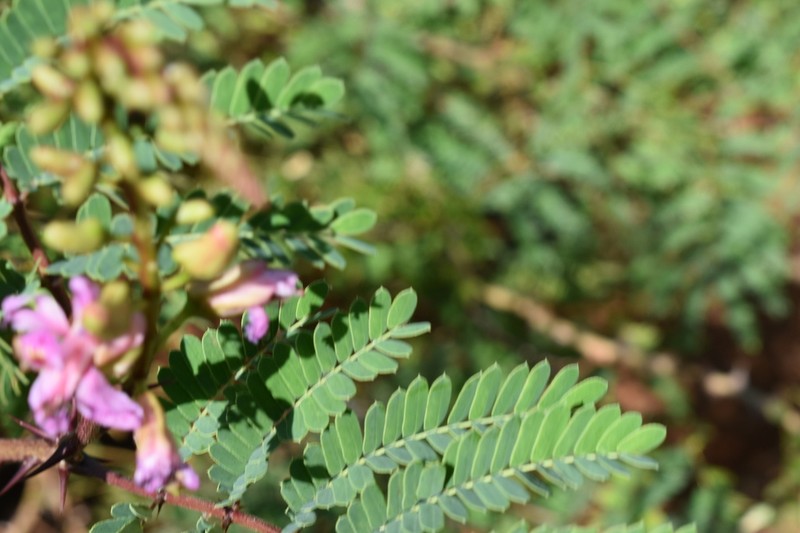 Gelrebia trothaei photo 6