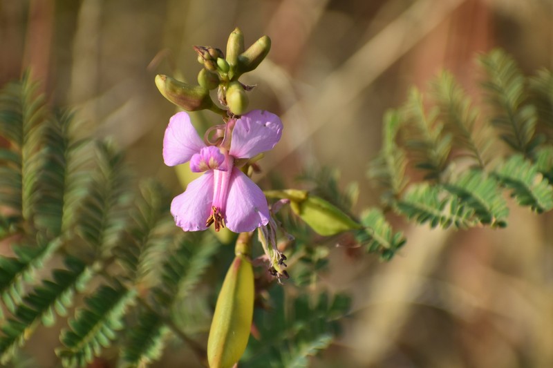 Gelrebia trothaei photo 7