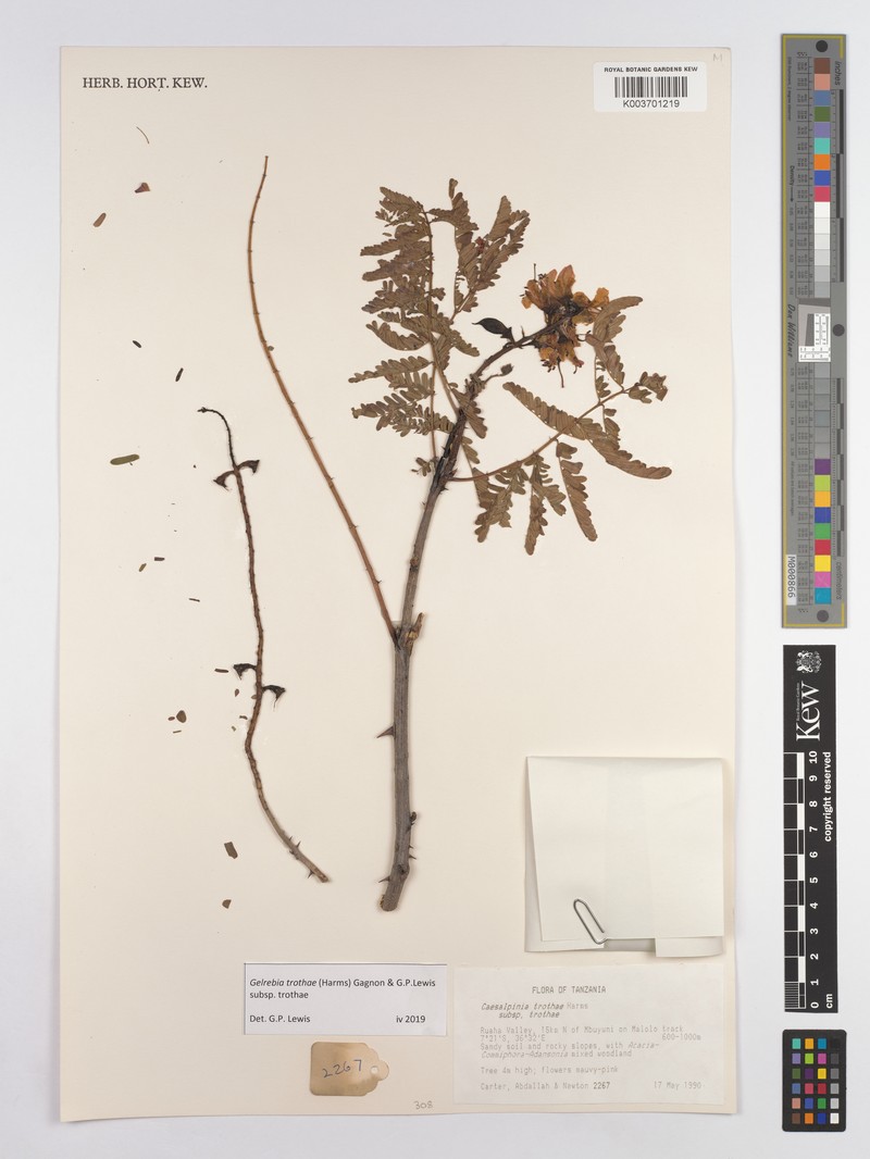 Gelrebia trothaei subsp. trothaei