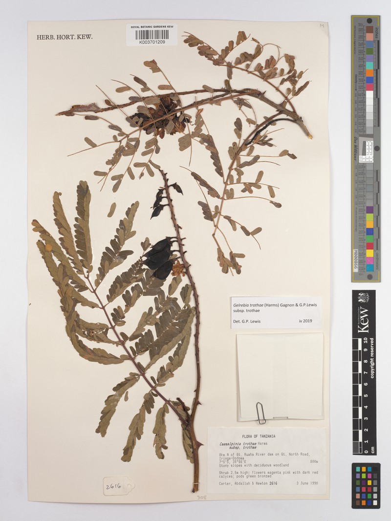 Gelrebia trothaei subsp. trothaei photo 2