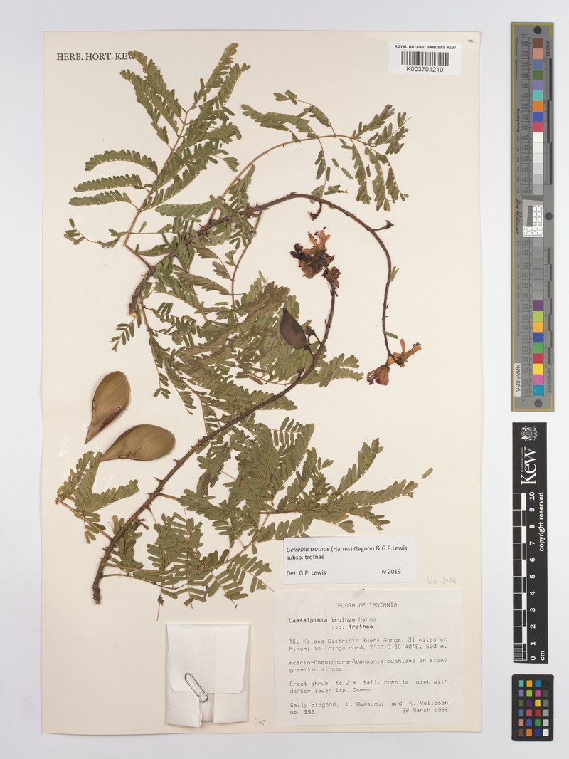 Gelrebia trothaei subsp. trothaei photo 3