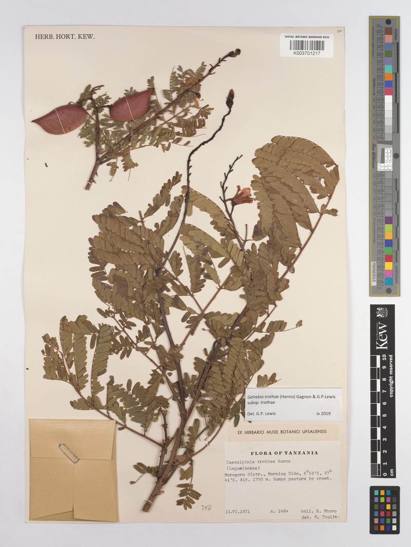 Gelrebia trothaei subsp. trothaei photo 4