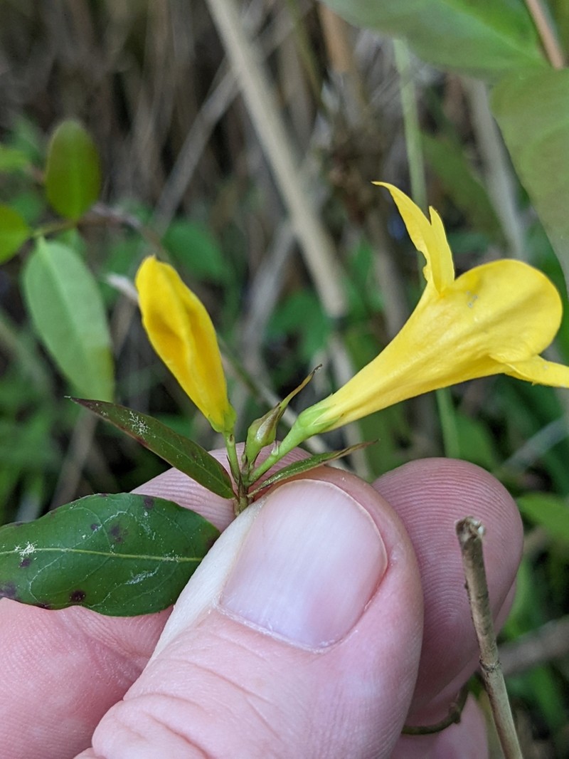 Rankin's Trumpetflower