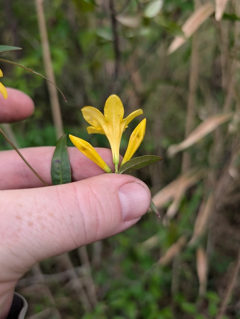 Rankin's Trumpetflower photo 2