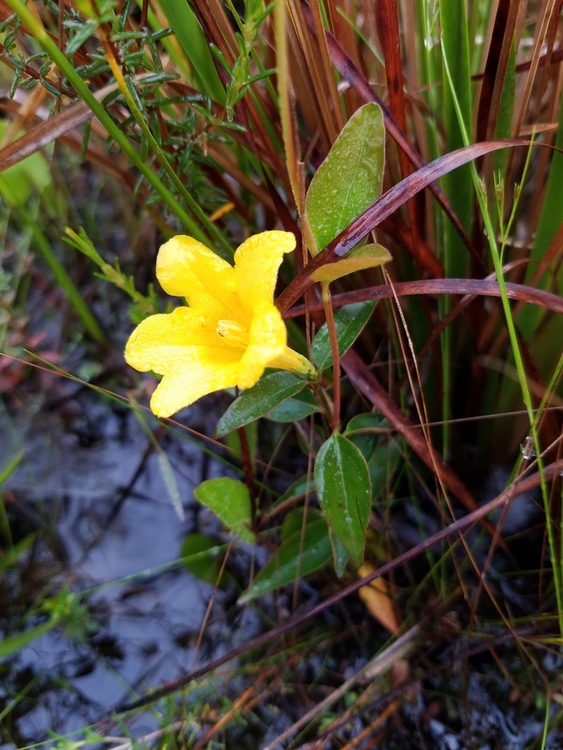 Rankin's Trumpetflower photo 3