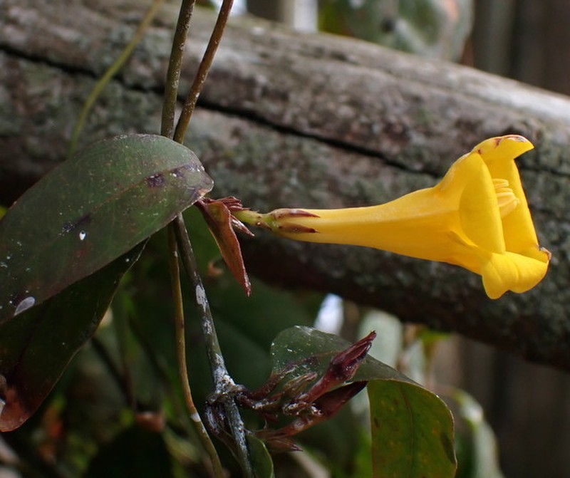 Rankin's Trumpetflower photo 5