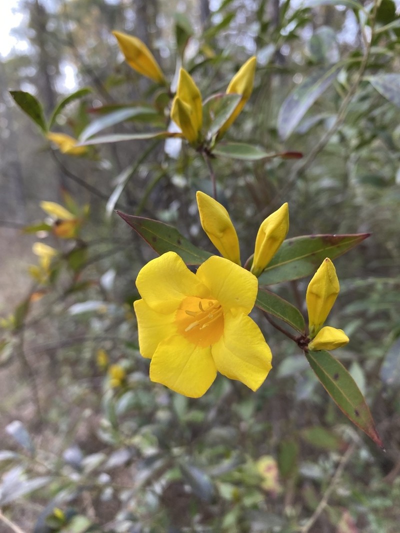 Rankin's Trumpetflower photo 6