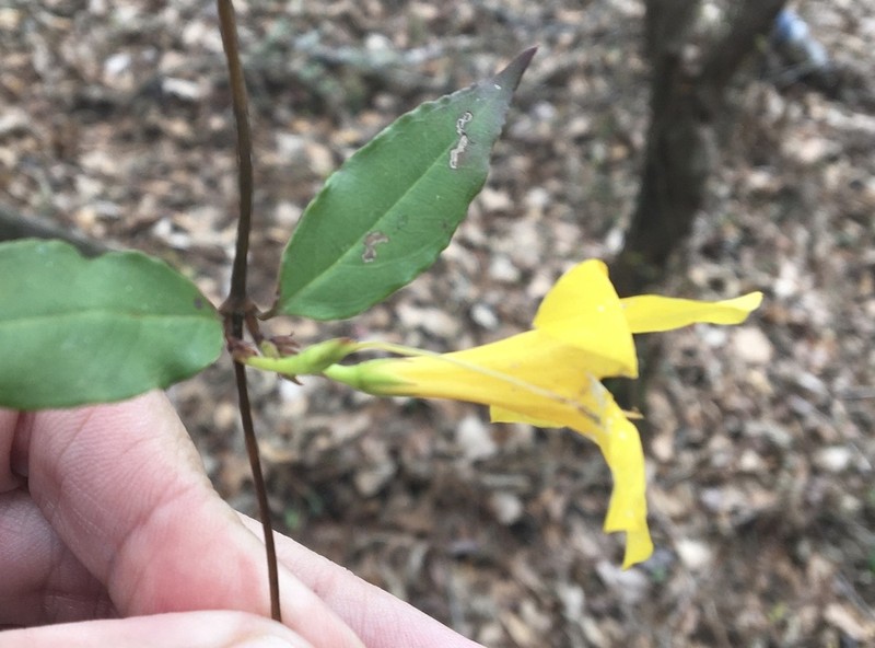 Rankin's Trumpetflower photo 8