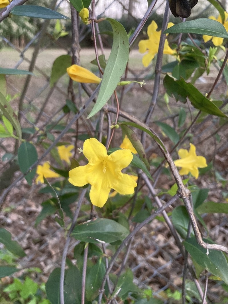 Evening Trumpetflower
