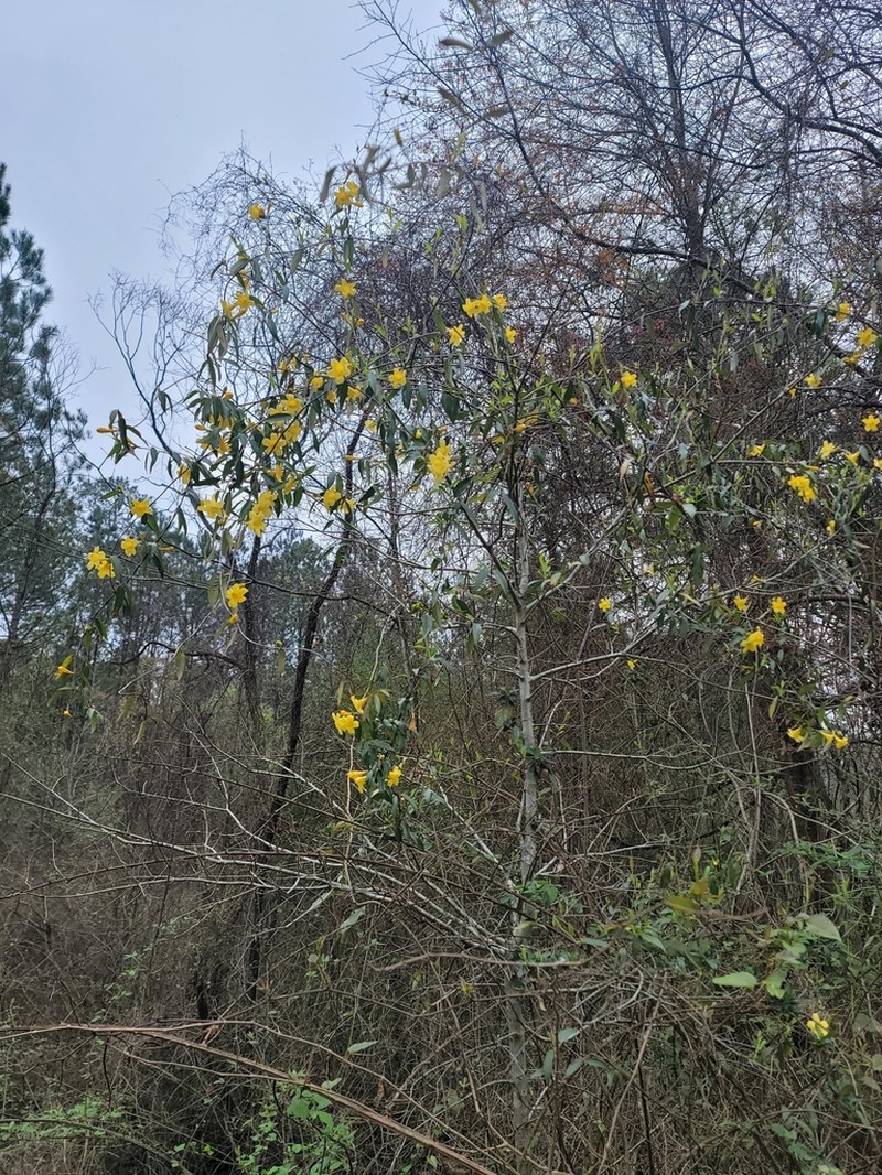 Evening Trumpetflower photo 2