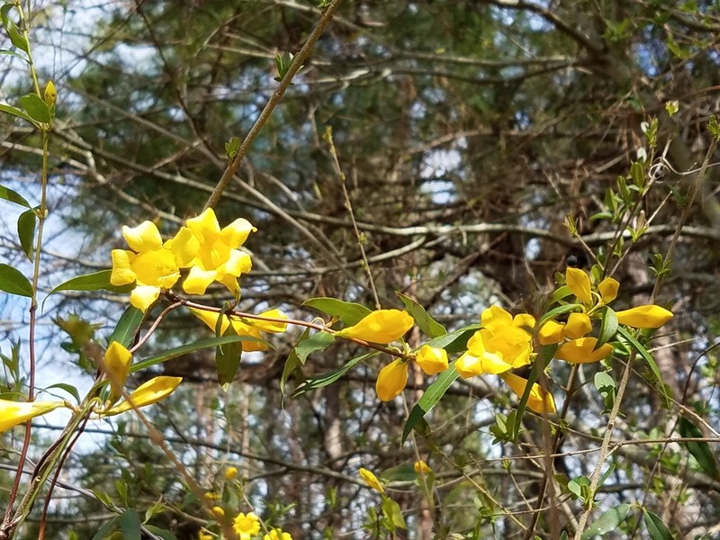 Evening Trumpetflower photo 3