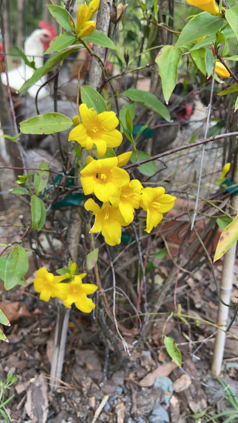Evening Trumpetflower photo 4