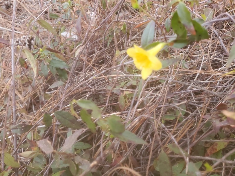 Evening Trumpetflower photo 6