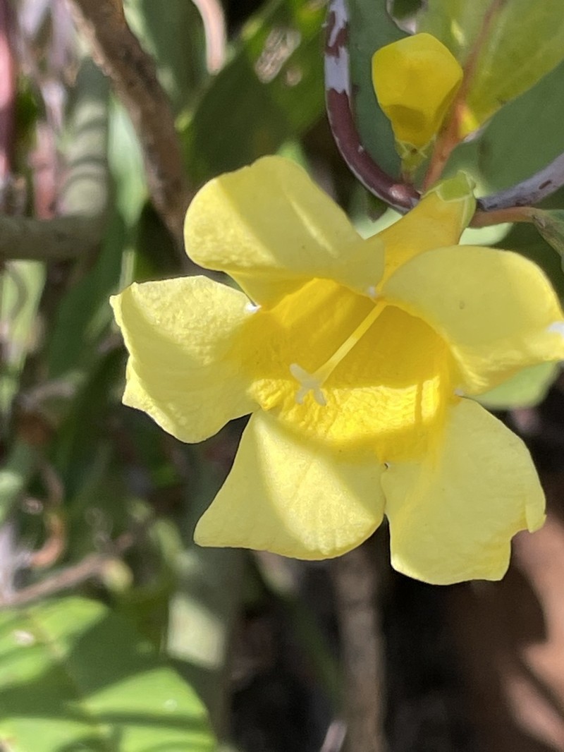 Evening Trumpetflower photo 8