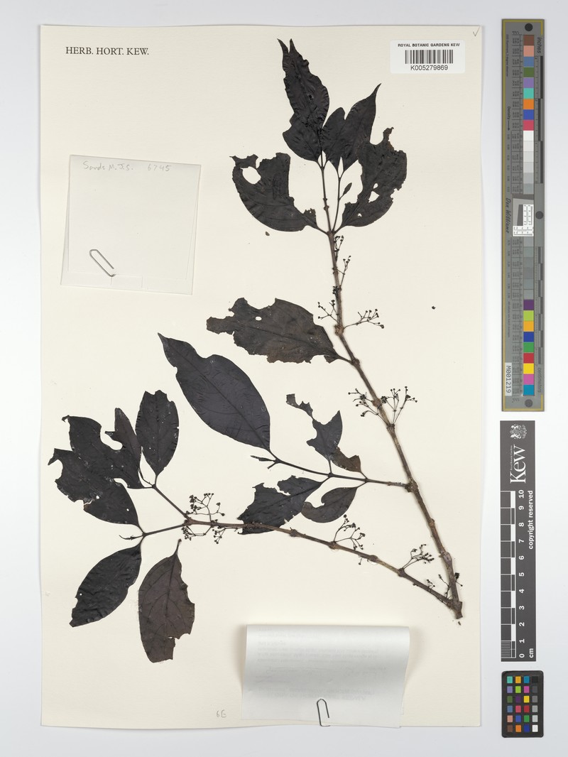 Geniostoma antherotrichum var. antherotrichum