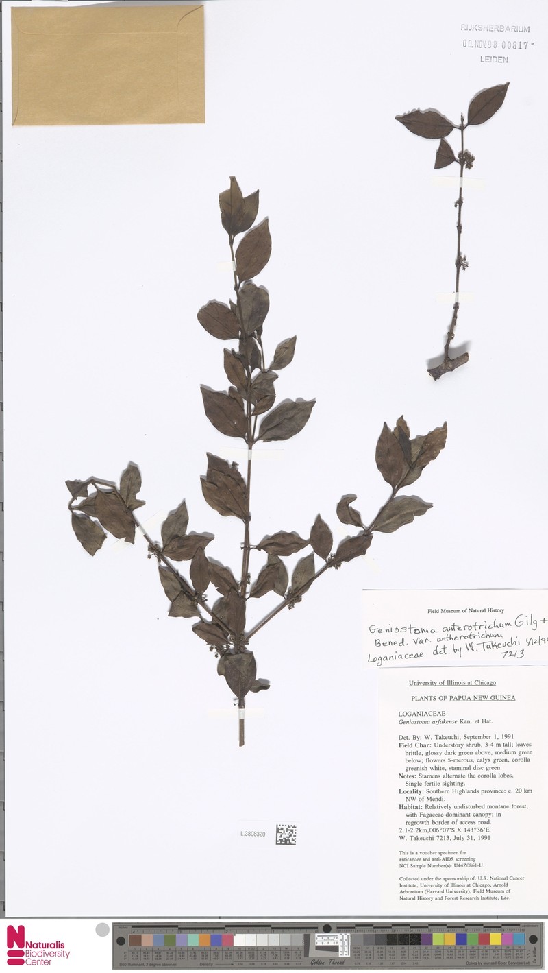 Geniostoma antherotrichum var. antherotrichum photo 3