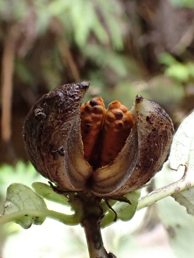 Degener's Labordia