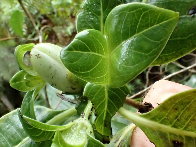 Degener's Labordia photo 2