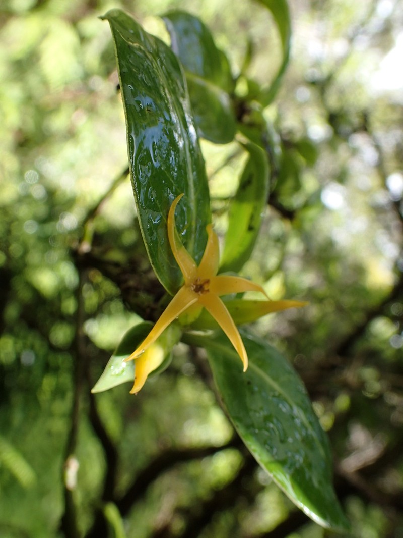 Degener's Labordia photo 4