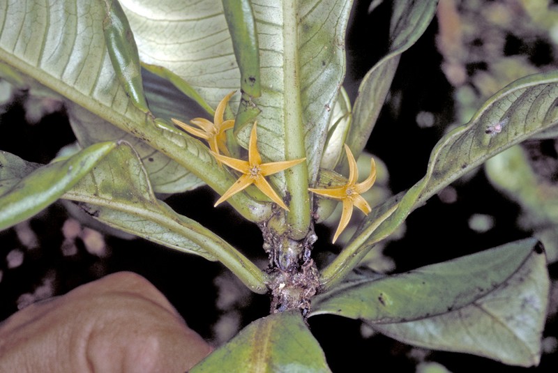 Degener's Labordia photo 6