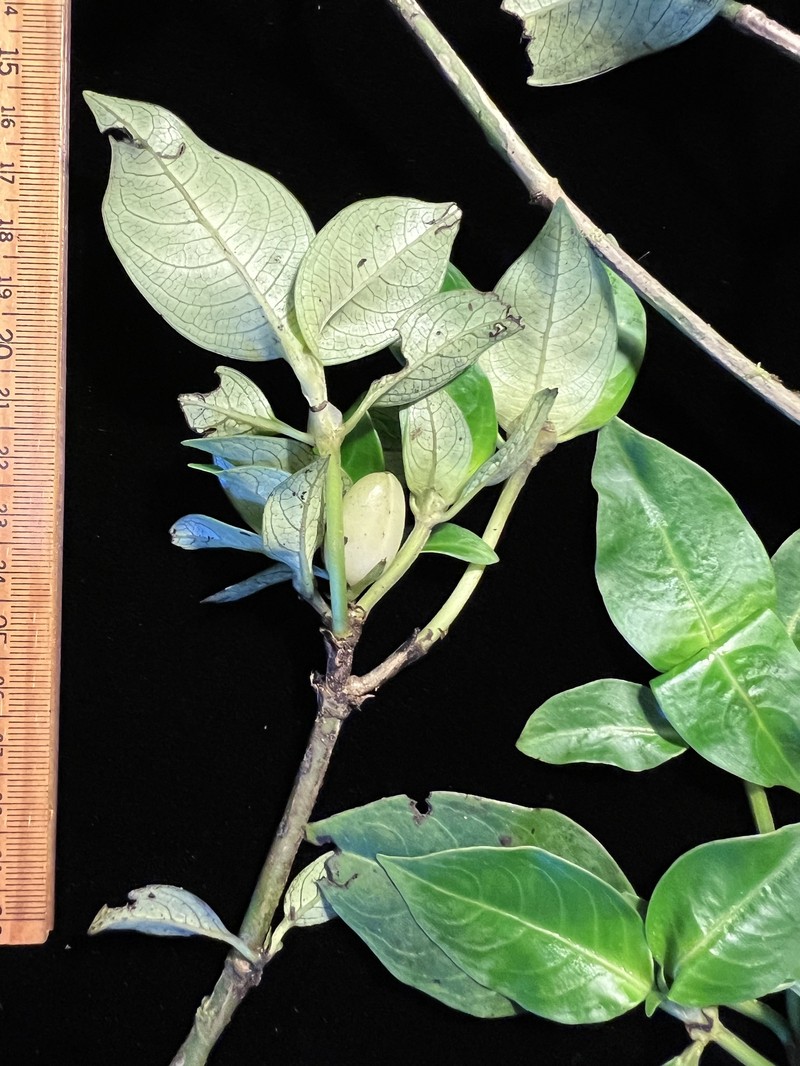 Degener's Labordia photo 7