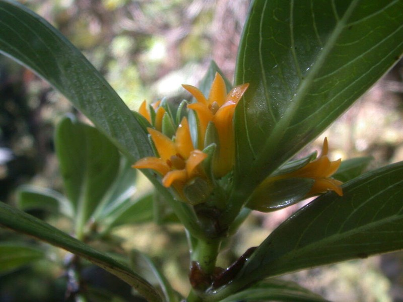 Bog Labordia photo 4