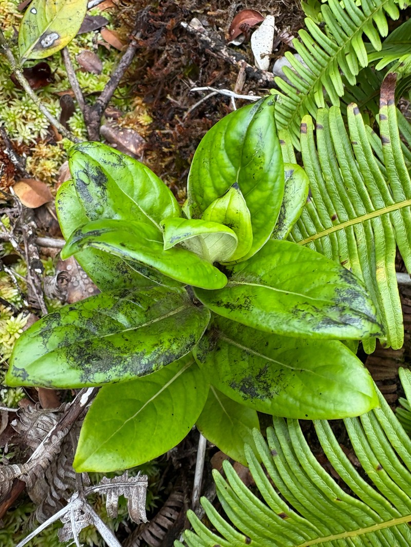 Bog Labordia photo 5