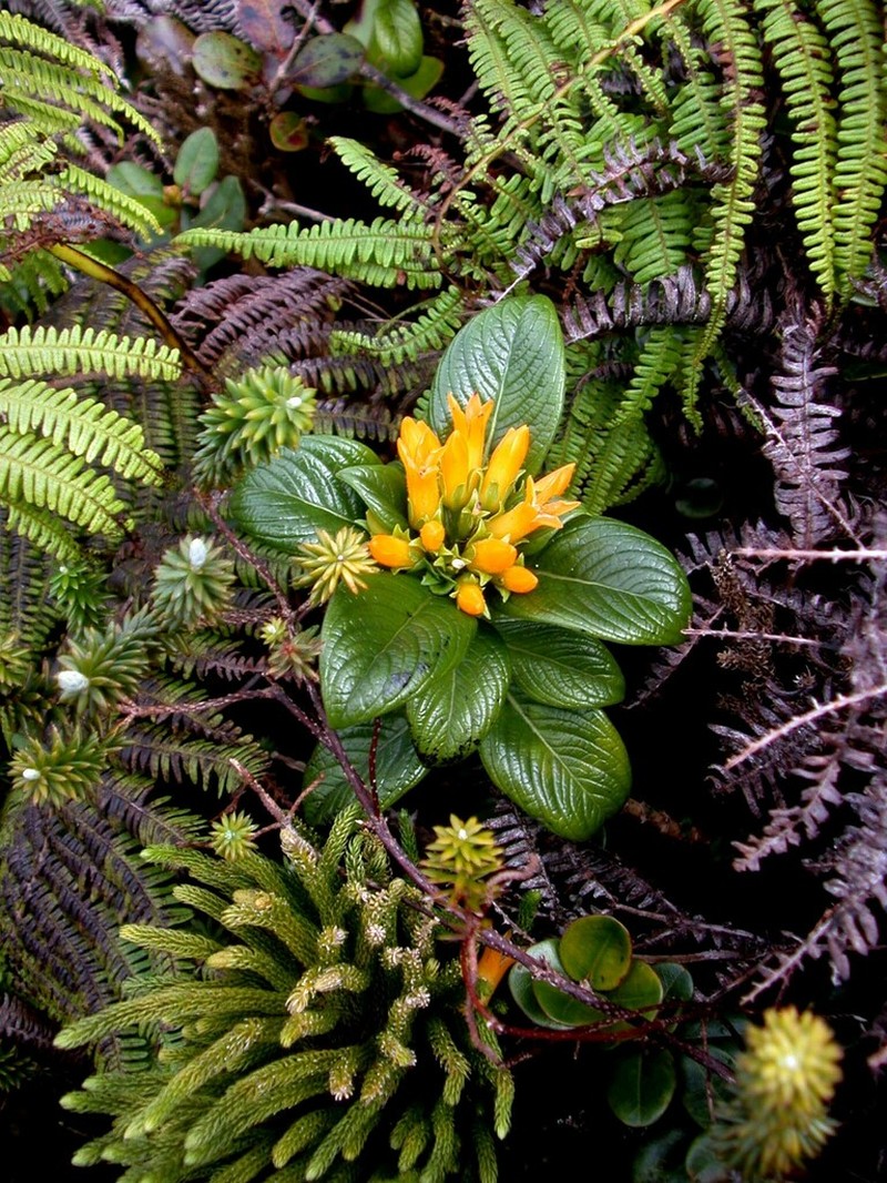 Bog Labordia photo 6