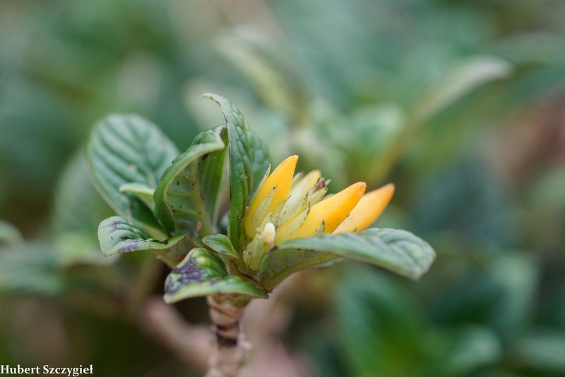 Ridgetop Labordia