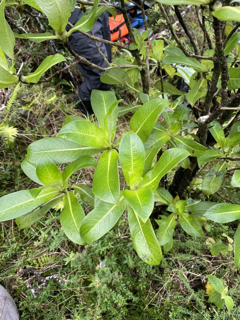 Thinfruit Labordia photo 3