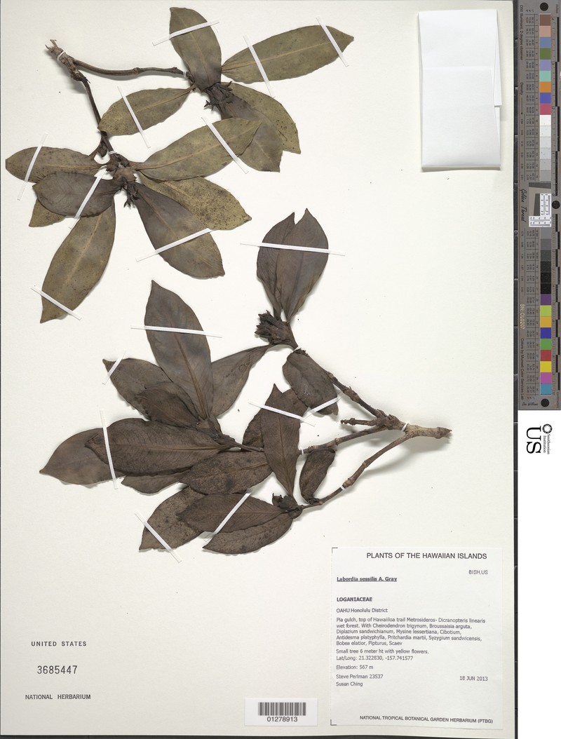 Thinfruit Labordia photo 5