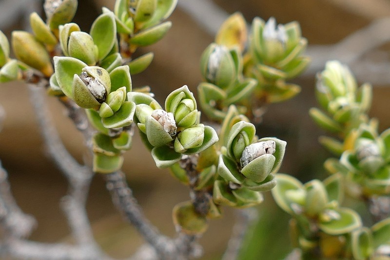 Geniostoma imbricatum photo 2