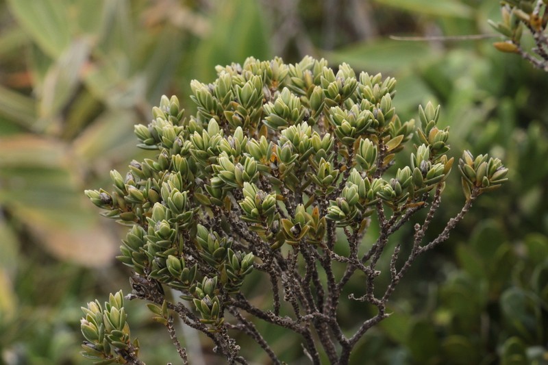 Geniostoma imbricatum photo 3