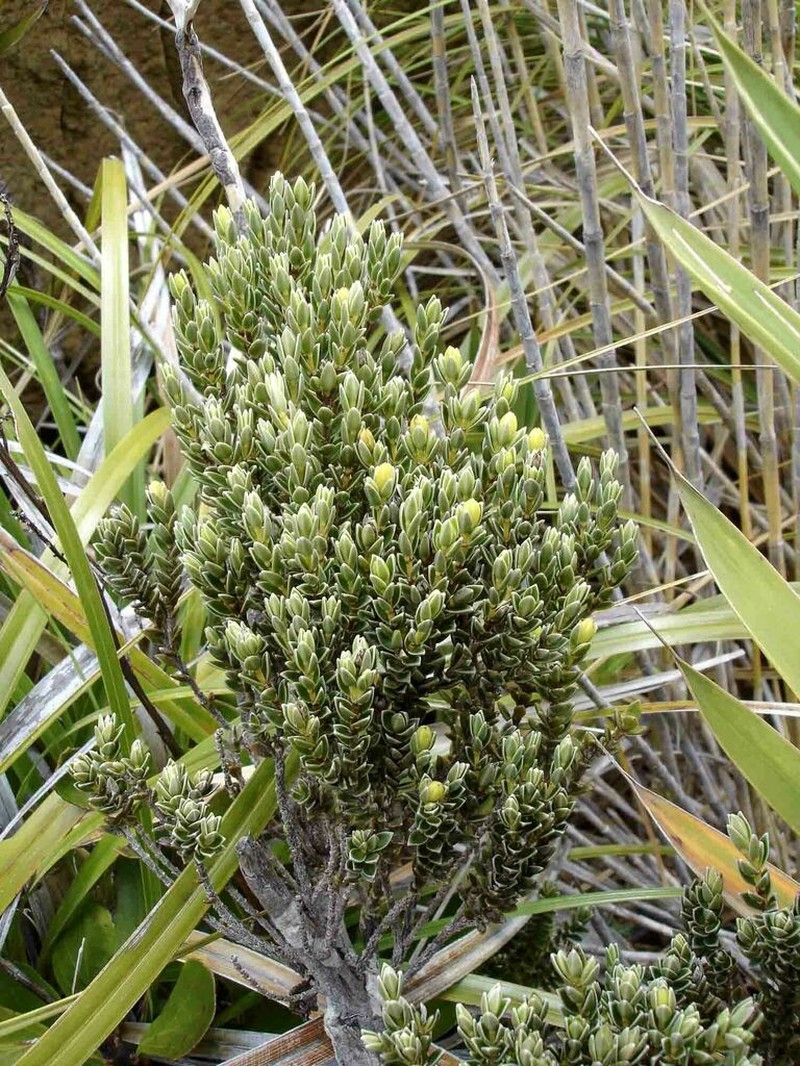Geniostoma imbricatum photo 5