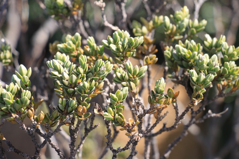Geniostoma imbricatum photo 6