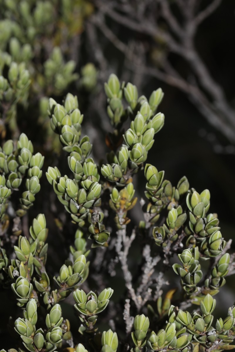 Geniostoma imbricatum photo 8