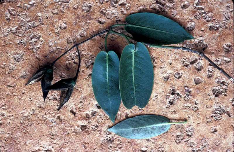 Geniostoma lorencianum photo 2