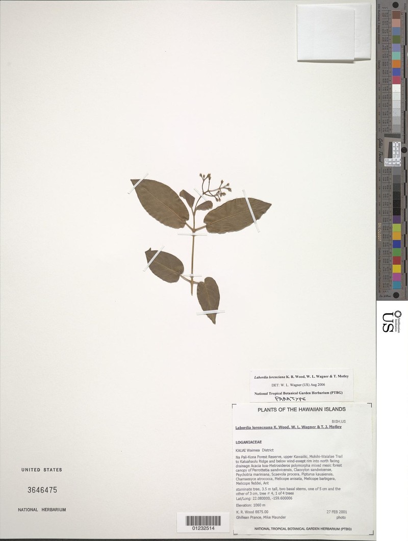 Geniostoma lorencianum photo 3