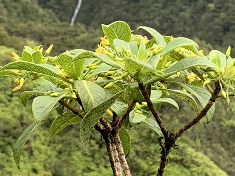 Wahiawa Mountain Labordia
