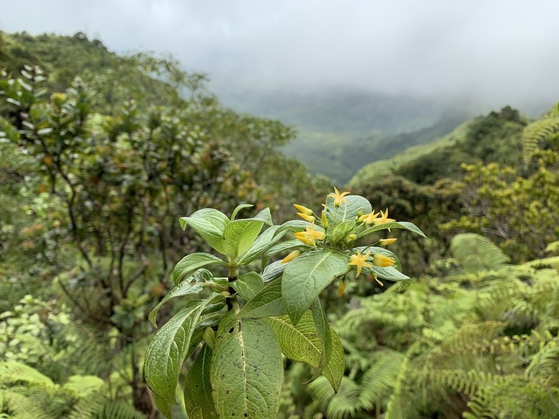 Wahiawa Mountain Labordia photo 3