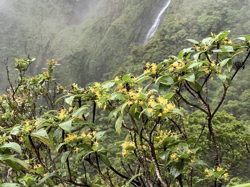 Wahiawa Mountain Labordia photo 4